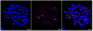 KD-Validated Anti-CSE1L Rabbit Monoclonal Antibody